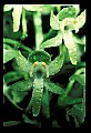 01160-00011-Round-leaved Orchid, Platanthera orbiculata.jpg