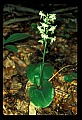 01160-00014-Round-leaved Orchid, Platanthera orbiculata.jpg