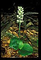 01160-00017-Round-leaved Orchid, Platanthera orbiculata.jpg