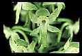 01160-00018-Round-leaved Orchid, Platanthera orbiculata.jpg