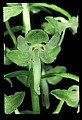 01160-00020-Round-leaved Orchid, Platanthera orbiculata.jpg