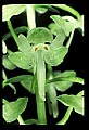 01160-00022-Round-leaved Orchid, Platanthera orbiculata.jpg