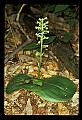 01160-00024-Round-leaved Orchid, Platanthera orbiculata.jpg