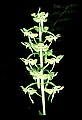 01160-00026-Round-leaved Orchid, Platanthera orbiculata.jpg