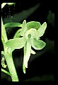 01160-00027-Round-leaved Orchid, Platanthera orbiculata.jpg