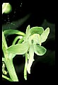 01160-00028-Round-leaved Orchid, Platanthera orbiculata.jpg