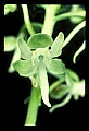 01160-00029-Round-leaved Orchid, Platanthera orbiculata.jpg