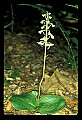 01160-00030-Round-leaved Orchid, Platanthera orbiculata.jpg