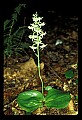 01160-00031-Round-leaved Orchid, Platanthera orbiculata.jpg