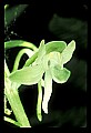 01160-00032-Round-leaved Orchid, Platanthera orbiculata.jpg