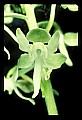 01160-00033-Round-leaved Orchid, Platanthera orbiculata.jpg