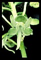 01160-00038-Round-leaved Orchid, Platanthera orbiculata.jpg