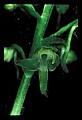01160-00039-Round-leaved Orchid, Platanthera orbiculata.jpg