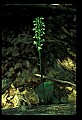 01160-00040-Round-leaved Orchid, Platanthera orbiculata.jpg