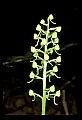01160-00043-Round-leaved Orchid, Platanthera orbiculata.jpg