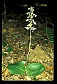 01160-00045-Round-leaved Orchid, Platanthera orbiculata.jpg