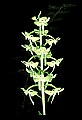 01160-00048-Round-leaved Orchid, Platanthera orbiculata.jpg