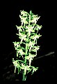 01160-00054-Round-leaved Orchid, Platanthera orbiculata.jpg