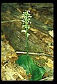 01160-00055-Round-leaved Orchid, Platanthera orbiculata.jpg