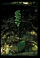 01160-00057-Round-leaved Orchid, Platanthera orbiculata.jpg