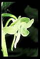 01160-00059-Round-leaved Orchid, Platanthera orbiculata.jpg