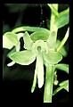 01160-00061-Round-leaved Orchid, Platanthera orbiculata.jpg