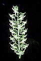 01160-00063-Round-leaved Orchid, Platanthera orbiculata.jpg