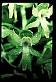 01160-00064-Round-leaved Orchid, Platanthera orbiculata.jpg