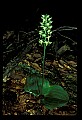 01160-00065-Round-leaved Orchid, Platanthera orbiculata.jpg