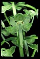 01160-00066-Round-leaved Orchid, Platanthera orbiculata.jpg