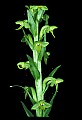 01165-00001-Tall Northern Bog Orchid, Northern Green Orchid, Habernaria hype.jpg