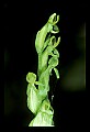 01165-00002-Tall Northern Bog Orchid, Northern Green Orchid, Habernaria hype.jpg