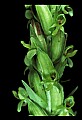 01165-00003-Tall Northern Bog Orchid, Northern Green Orchid, Habernaria hype.jpg