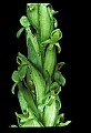 01165-00004-Tall Northern Bog Orchid, Northern Green Orchid, Habernaria hype.jpg