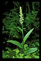01165-00005-Tall Northern Bog Orchid, Northern Green Orchid, Habernaria hype.jpg