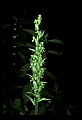 01165-00006-Tall Northern Bog Orchid, Northern Green Orchid, Habernaria hype.jpg