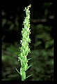 01165-00007-Tall Northern Bog Orchid, Northern Green Orchid, Habernaria hype.jpg
