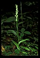 01165-00008-Tall Northern Bog Orchid, Northern Green Orchid, Habernaria hype.jpg