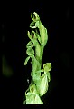 01165-00009-Tall Northern Bog Orchid, Northern Green Orchid, Habernaria hype.jpg