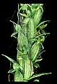 01165-00010-Tall Northern Bog Orchid, Northern Green Orchid, Habernaria hype.jpg