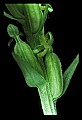 01165-00011-Tall Northern Bog Orchid, Northern Green Orchid, Habernaria hype.jpg