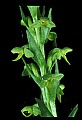01165-00012-Tall Northern Bog Orchid, Northern Green Orchid, Habernaria hype.jpg