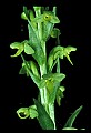 01165-00013-Tall Northern Bog Orchid, Northern Green Orchid, Habernaria hype.jpg
