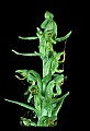 01165-00014-Tall Northern Bog Orchid, Northern Green Orchid, Habernaria hype.jpg