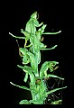 01165-00015-Tall Northern Bog Orchid, Northern Green Orchid, Habernaria hype.jpg