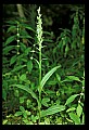 01165-00016-Tall Northern Bog Orchid, Northern Green Orchid, Habernaria hype.jpg