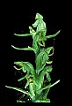 01165-00017-Tall Northern Bog Orchid, Northern Green Orchid, Habernaria hype.jpg