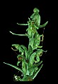 01165-00018-Tall Northern Bog Orchid, Northern Green Orchid, Habernaria hype.jpg