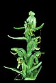 01165-00019-Tall Northern Bog Orchid, Northern Green Orchid, Habernaria hype.jpg