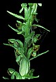 01165-00020-Tall Northern Bog Orchid, Northern Green Orchid, Habernaria hype.jpg